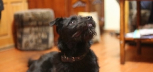 Знайдено чорного молодого собаку в районі Зубрівського ринку