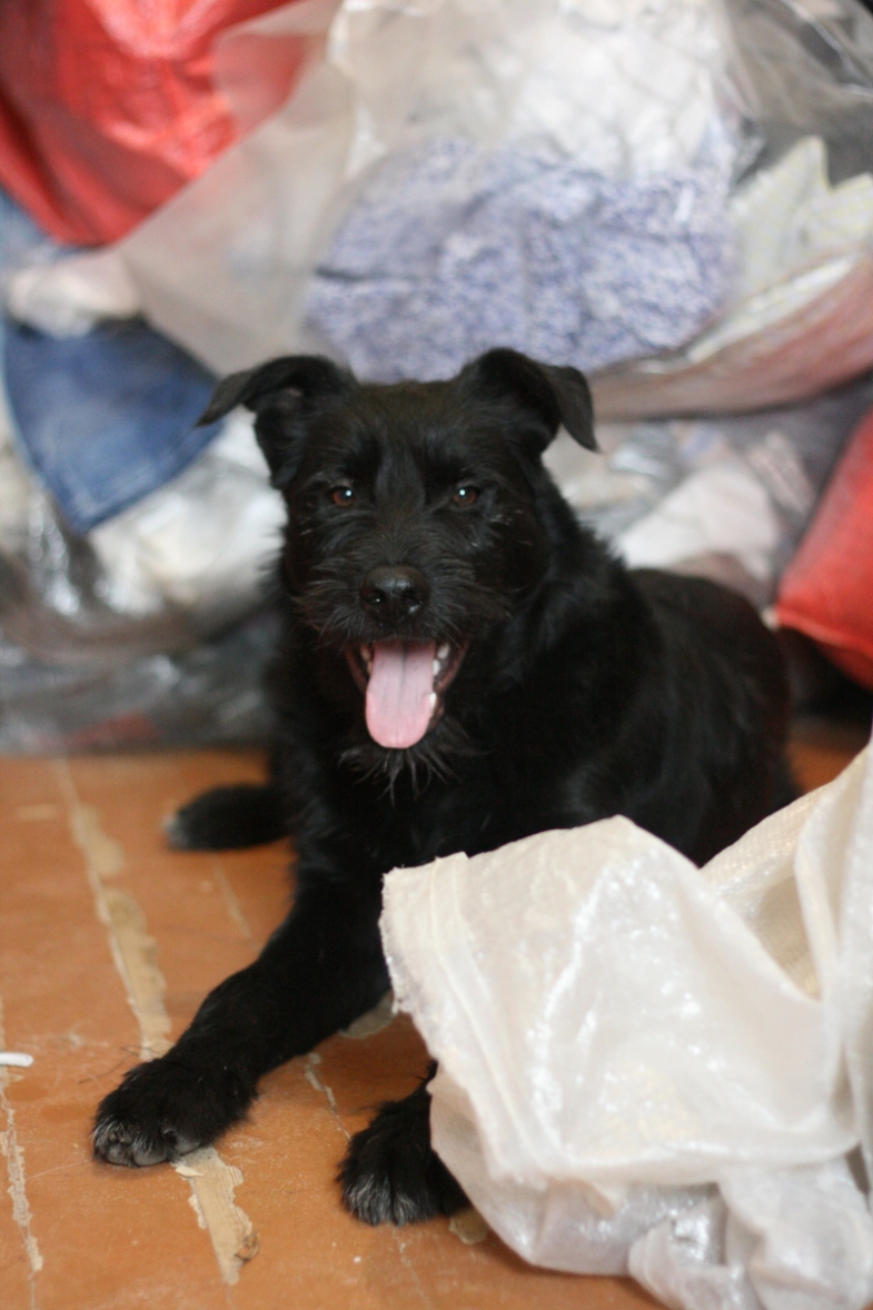 Знайдено чорного молодого собаку в районі Зубрівського ринку